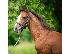PoulaTo: 10 chronón Kfps Reg Friesian Mare